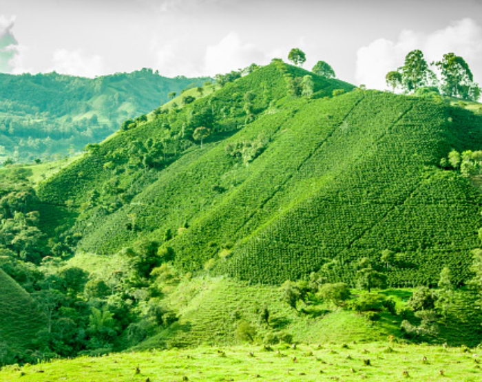 Montaña llena de plantas de café verdes
